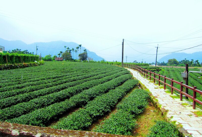 Tea Plantation Fields — Green, Serene