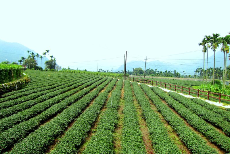 Tea Plantation Fields — Green