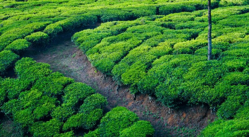 Tea Plantation Fields