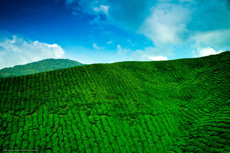 Tea Plantation Hills — Green, Serene, Afternoon, Photograph, Mountain