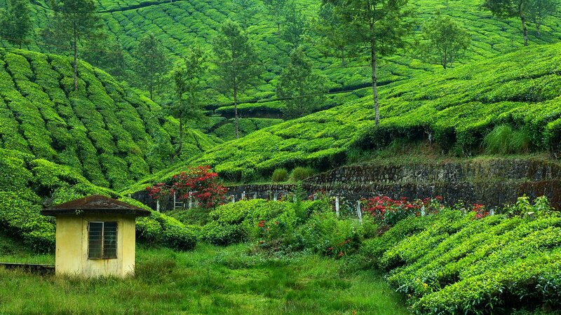 Tea Plantation Hills — Green, Serene, Afternoon, Photograph