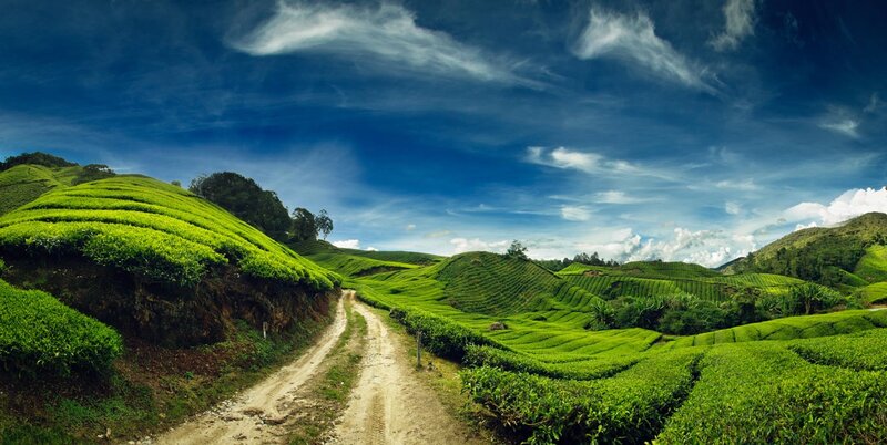 Tea Plantation Hills — Green, Serene, Afternoon