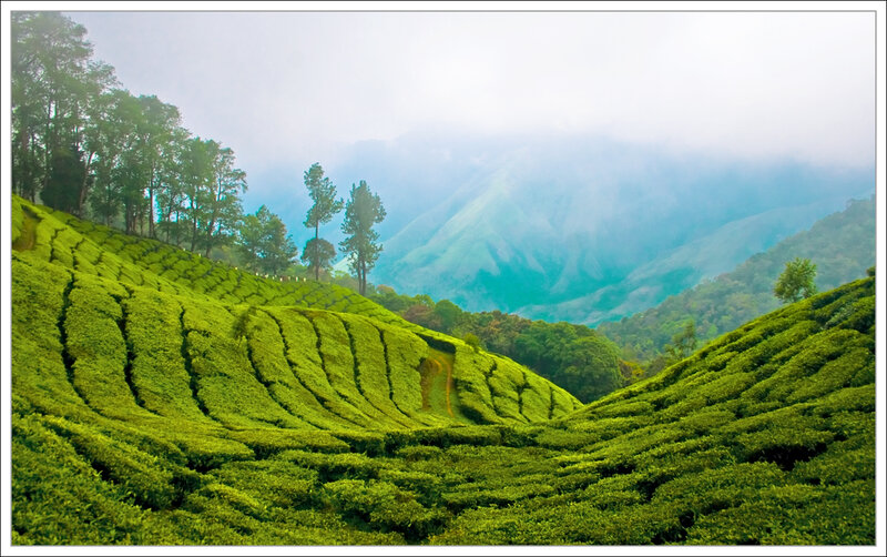 Tea Plantation Hills — Green, Serene, Morning, Photograph, Mountains
