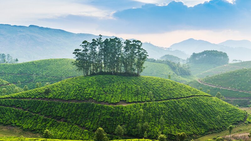 Tea Plantation Hills — Green, Serene, Morning, Photograph