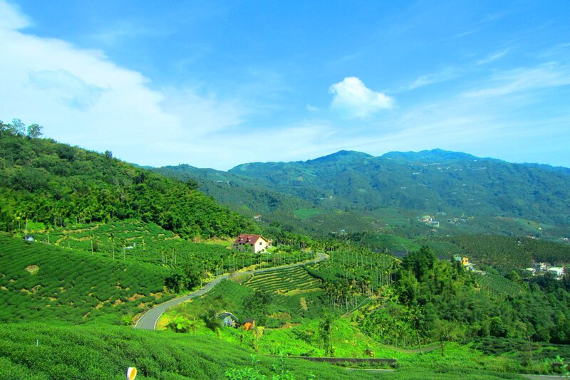 Tea Plantation Hills — Green, Serene
