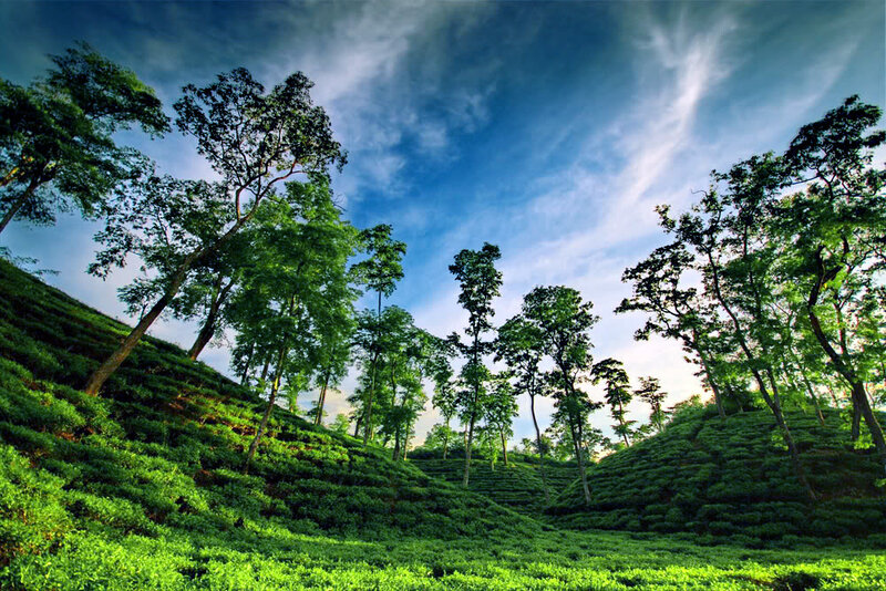 Tea Plantation Hills