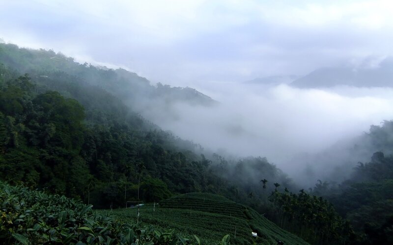 Tea Plantation in Fog — Green