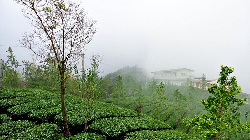 Tea Plantation in Fog