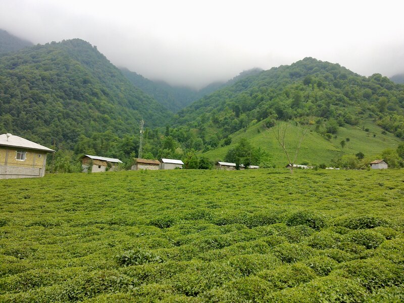 Tea Plantation in Mountains