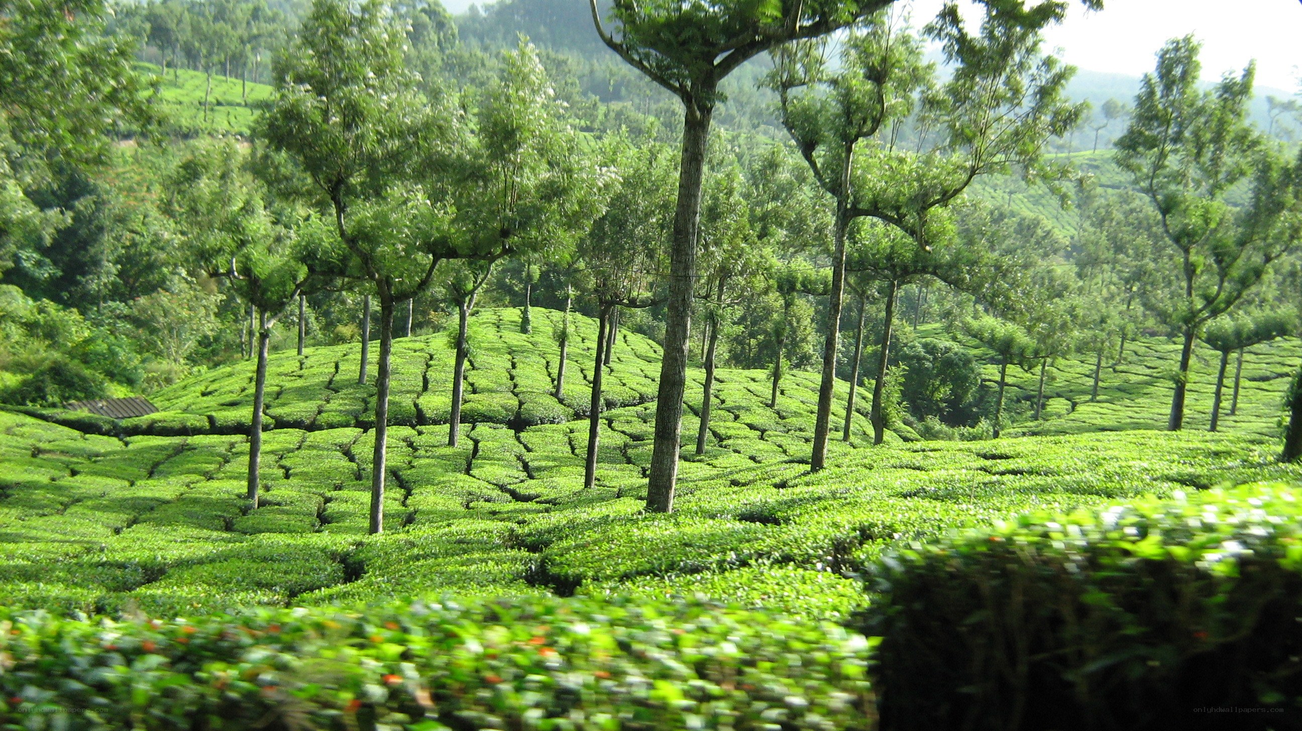 Tea plantation in the hills