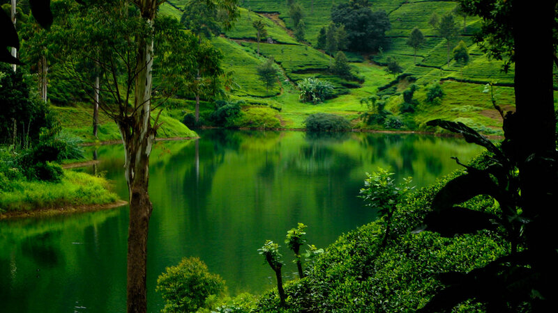 Tea Plantation Lake