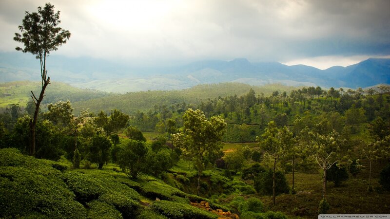 Tea Plantation Landscape — Green, Serene, Morning