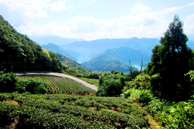 Tea Plantation Landscape — Green, Serene