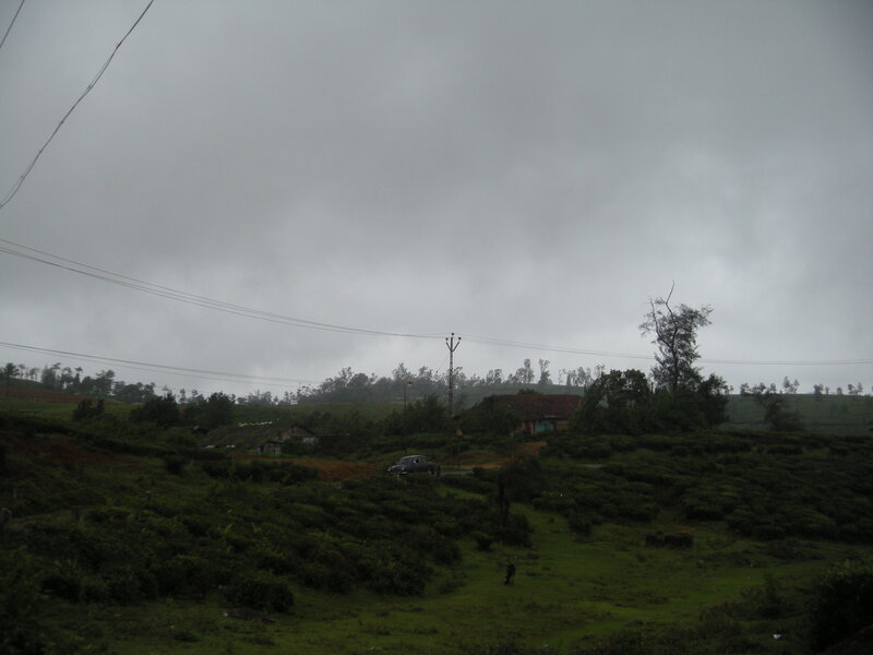 Tea Plantation Landscape — Green