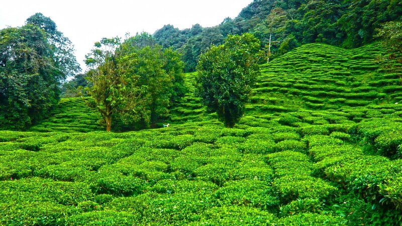 Tea plantation on a hillside