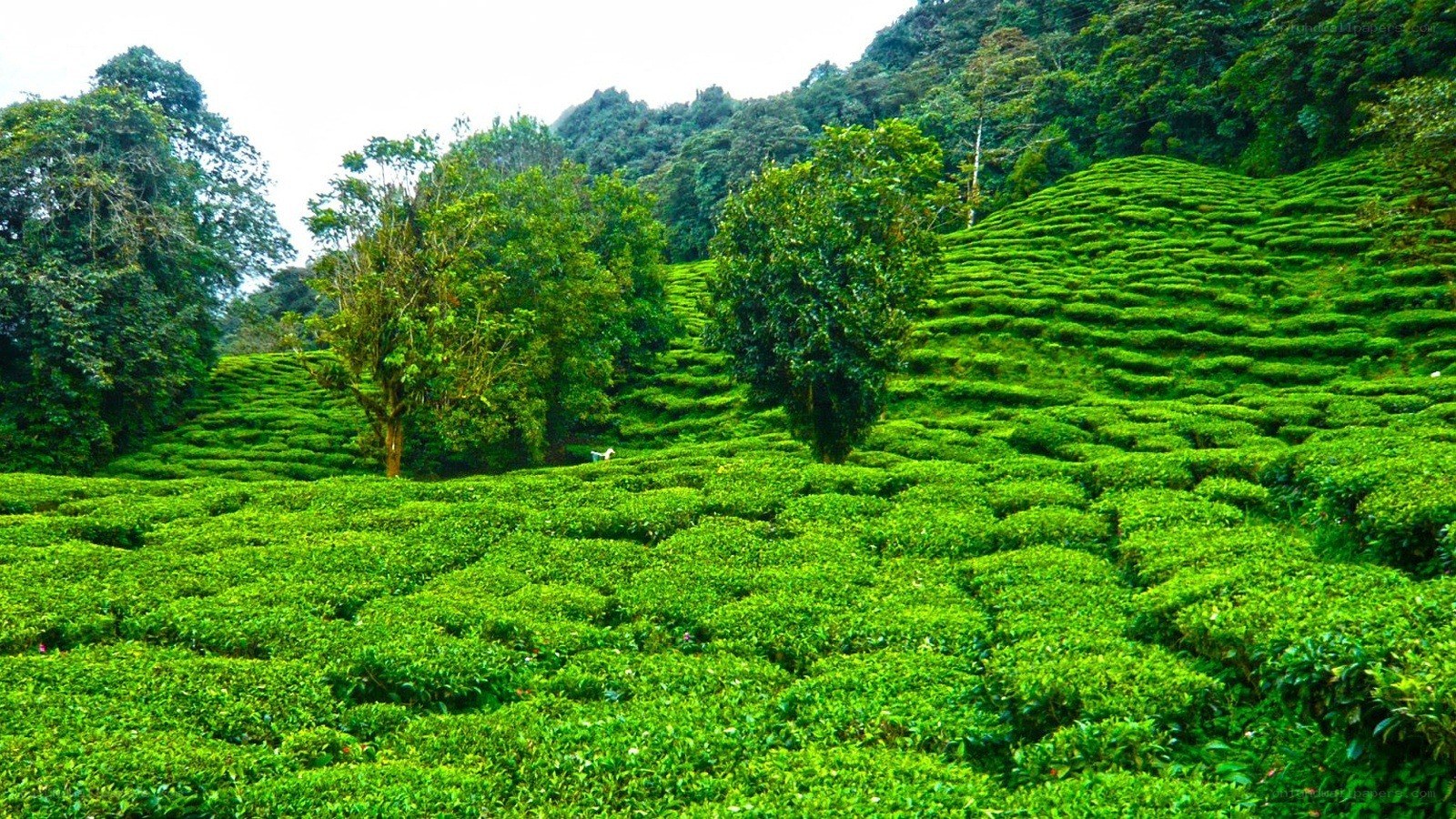 Tea plantation on a hillside