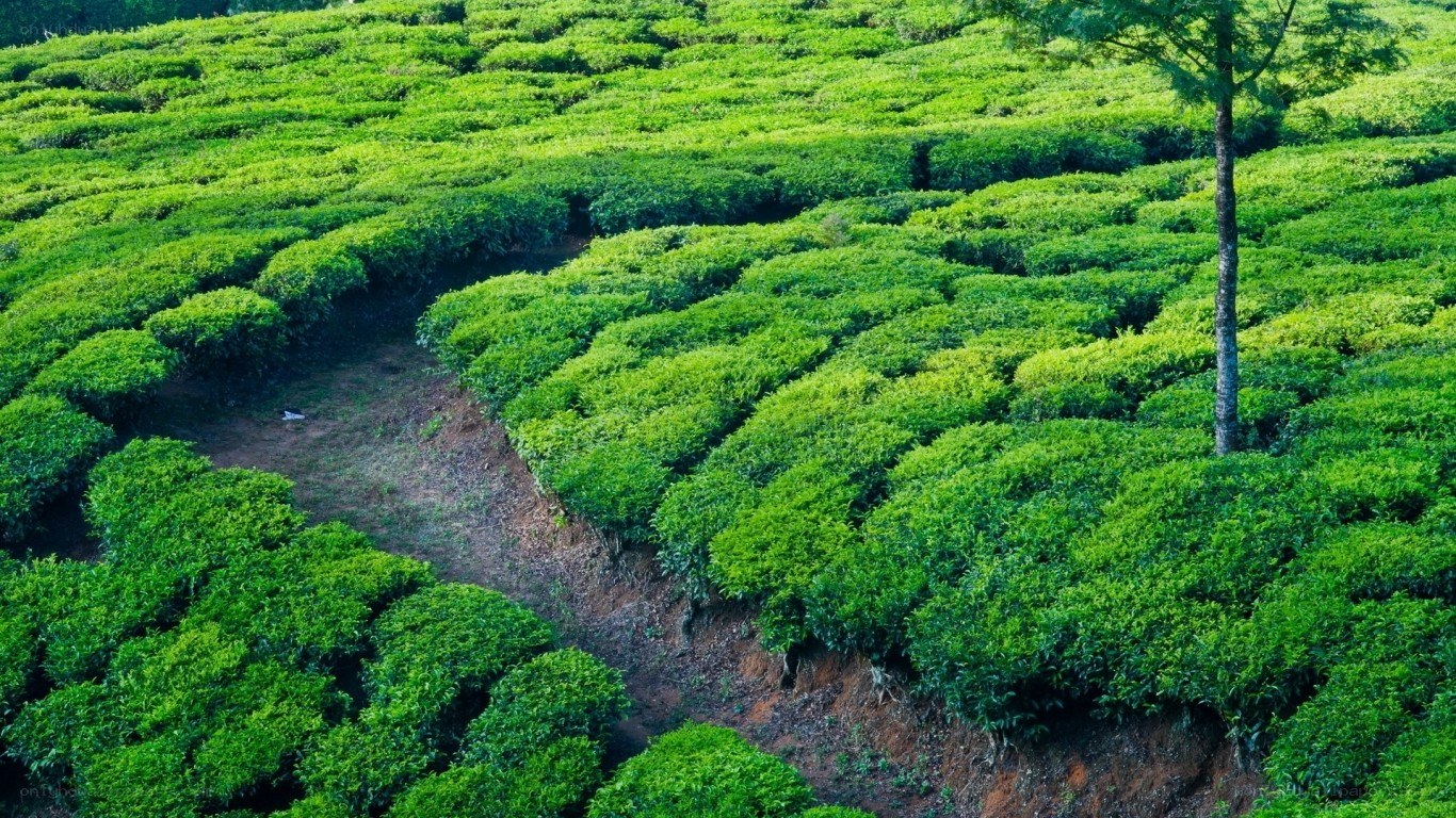 Tea plantation on a hillside