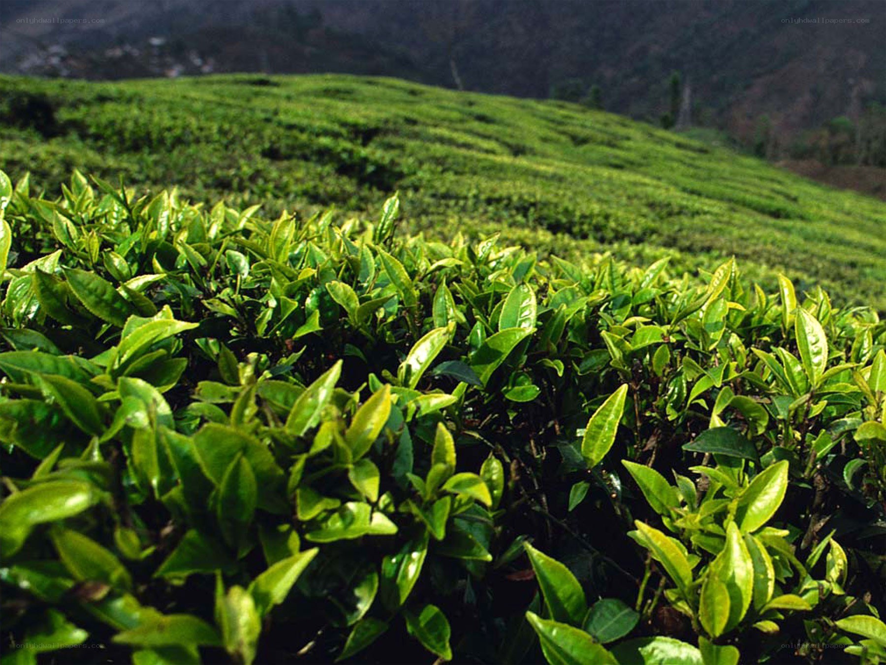 Tea plantation on a hillside