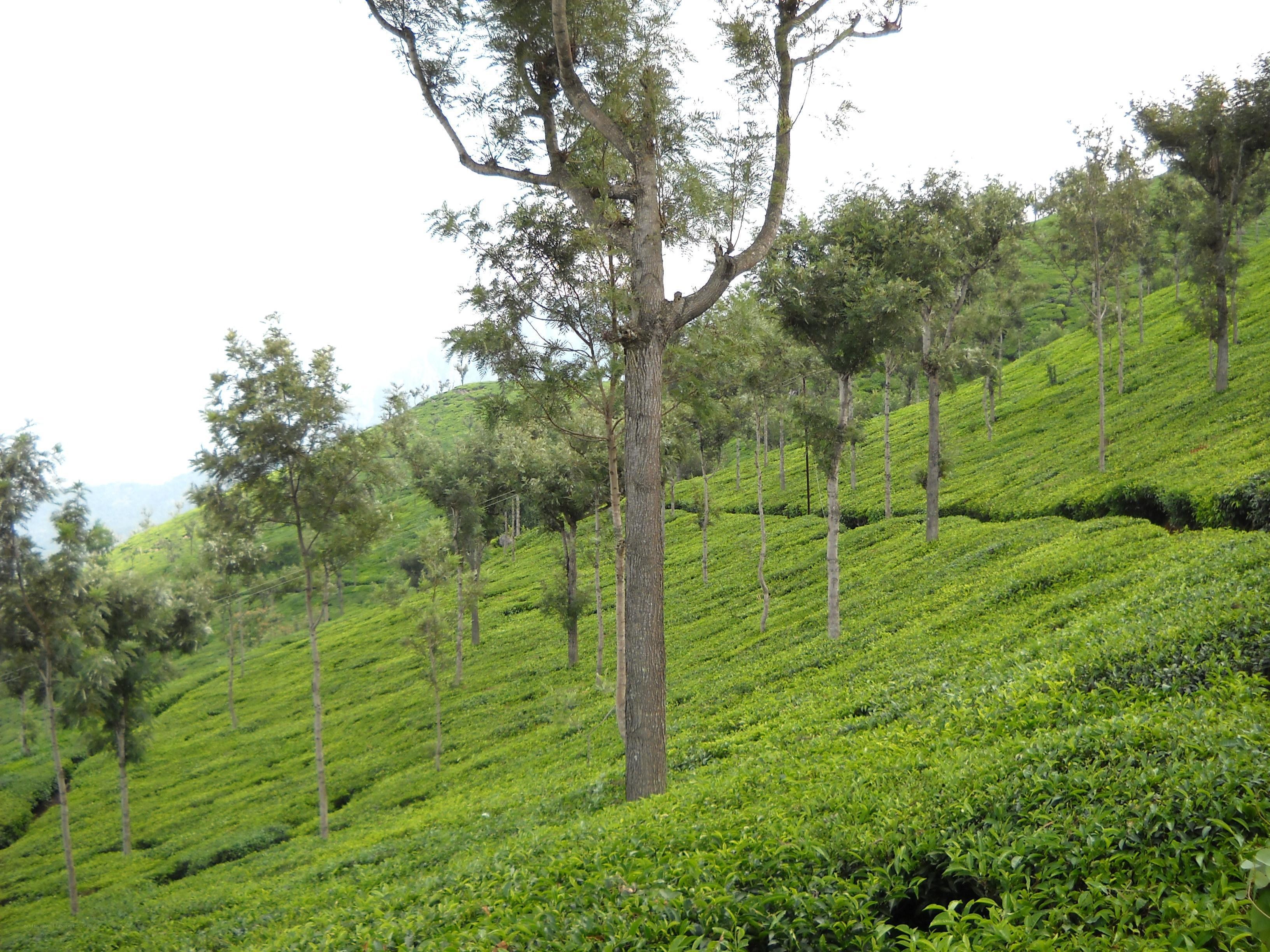 Tea plantation on a hillside