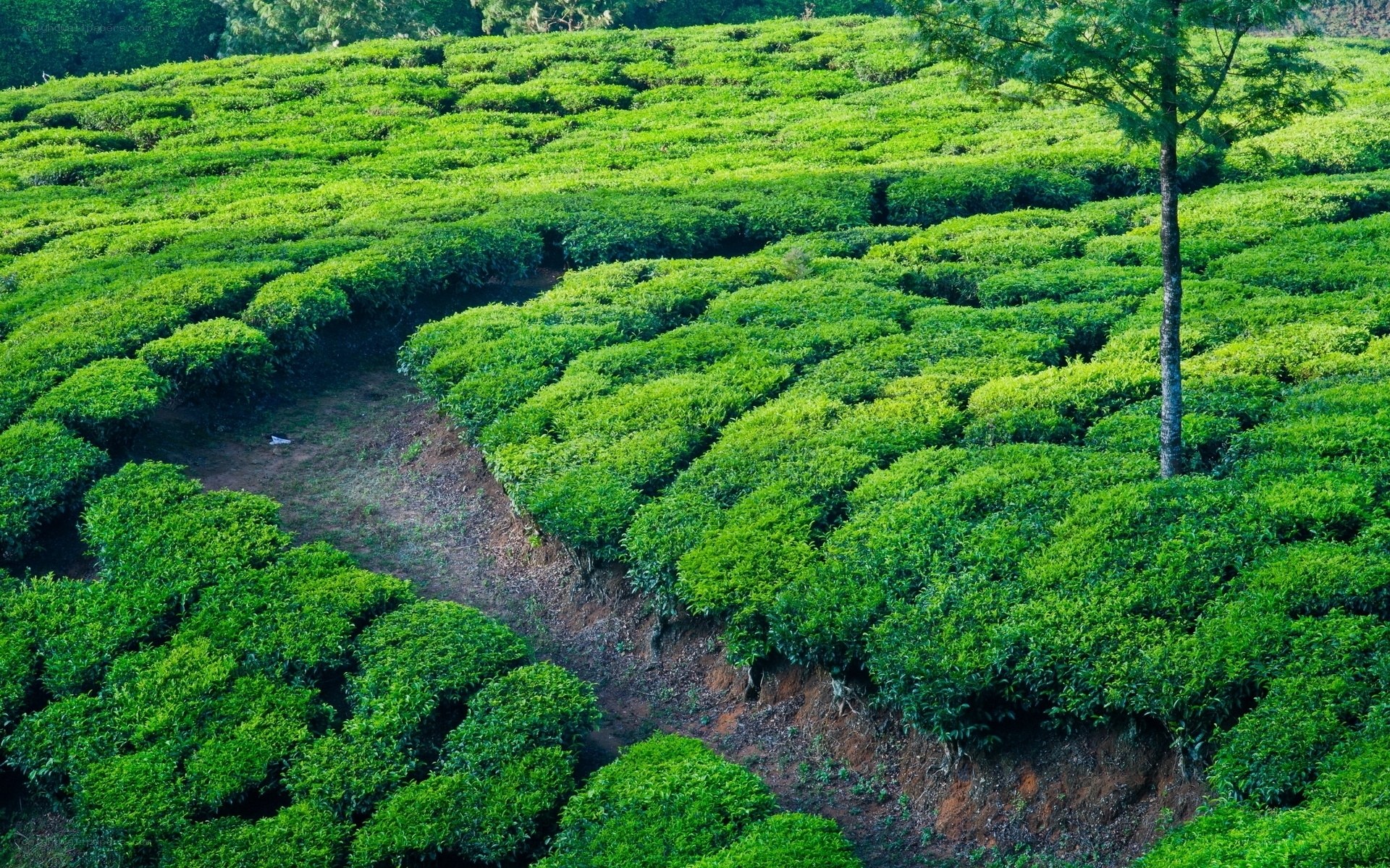 Tea plantation on a hillside