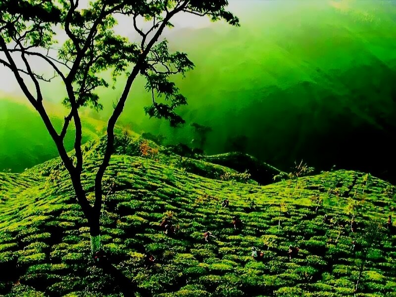 Tea Plantation on Hills