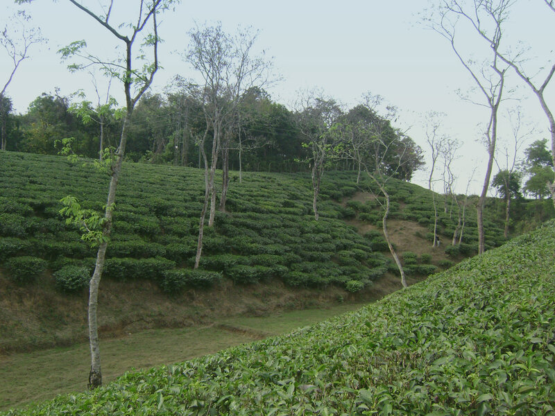 Tea Plantation on Hillside — Green, Calm