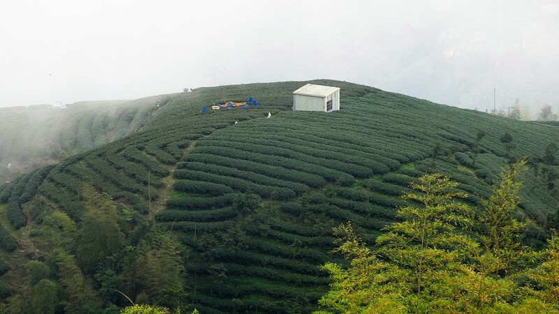 Tea Plantation on Hillside — Green, Misty
