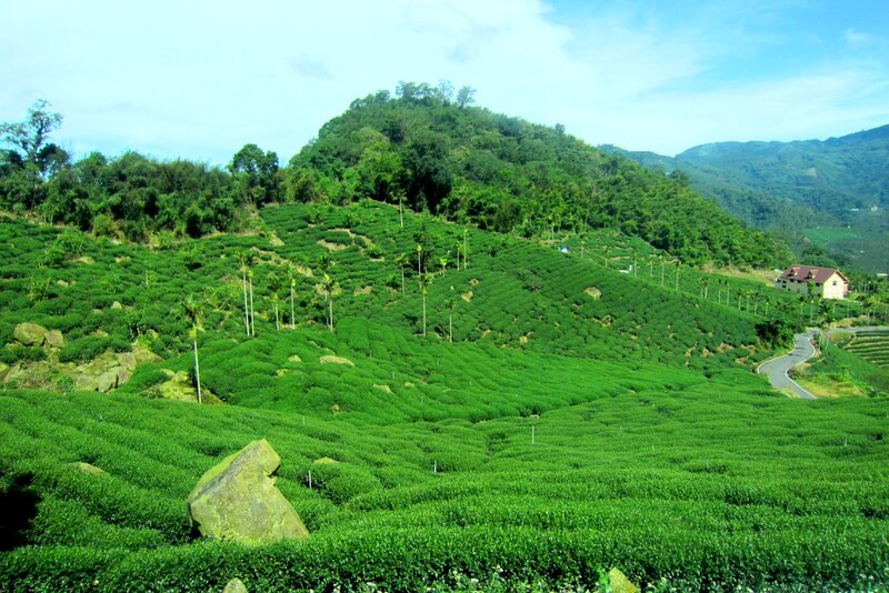 Tea Plantation on Hillside — Green, Serene, Afternoon, Photograph