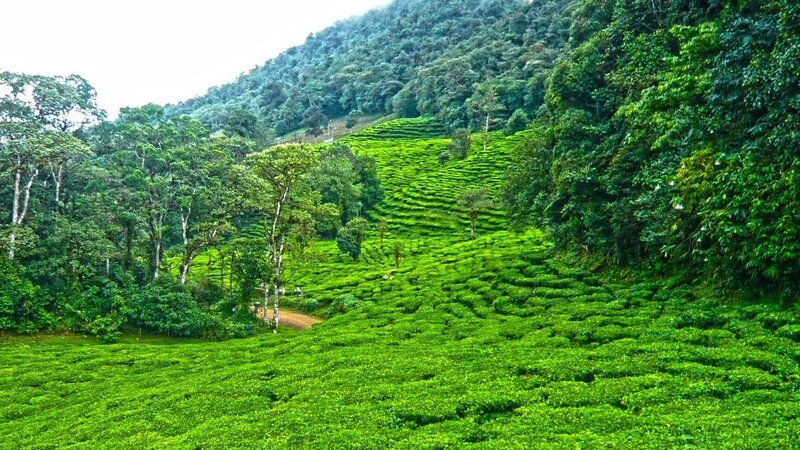 Tea Plantation on Hillside — Green, Serene, Afternoon, Photograph, Trees, Hills, Path