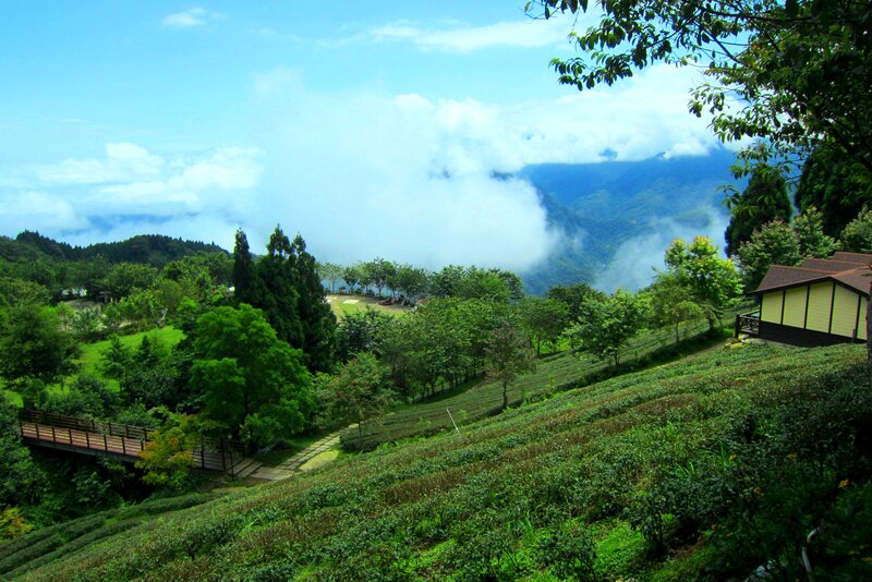 Tea Plantation on Hillside — Green, Serene, Afternoon