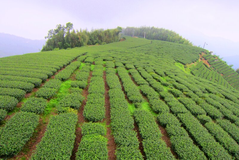 Tea Plantation on Hillside — Green, Serene, Morning, Photograph