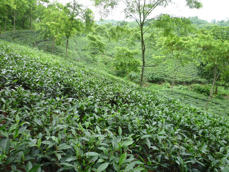 Tea Plantation on Hillside — Green, Serene, Morning, Photograph, Trees
