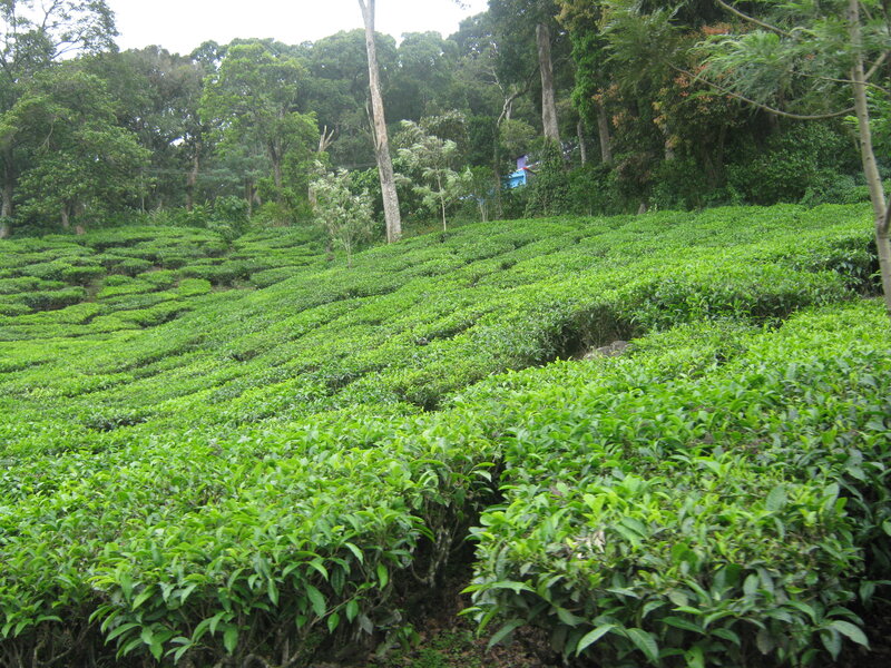 Tea Plantation on Hillside — Green, Serene, Morning