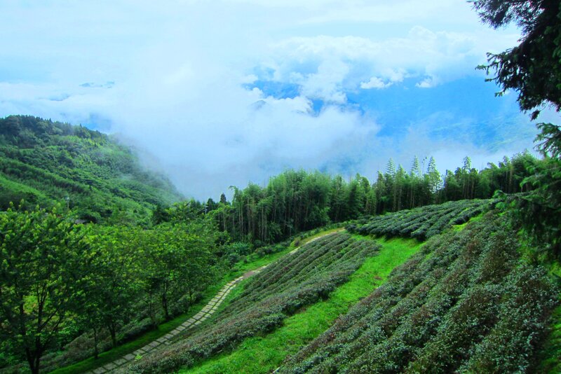 Tea Plantation on Hillside — Green, Serene