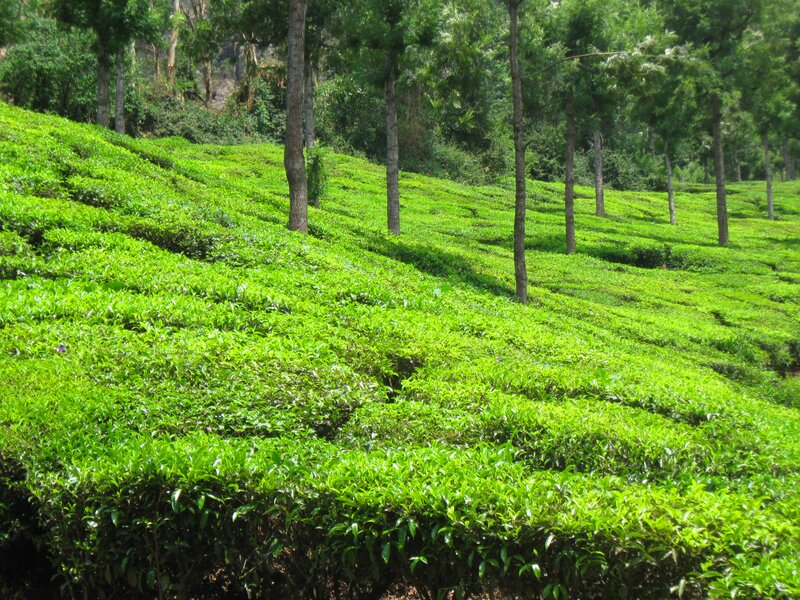 Tea Plantation on Hillside