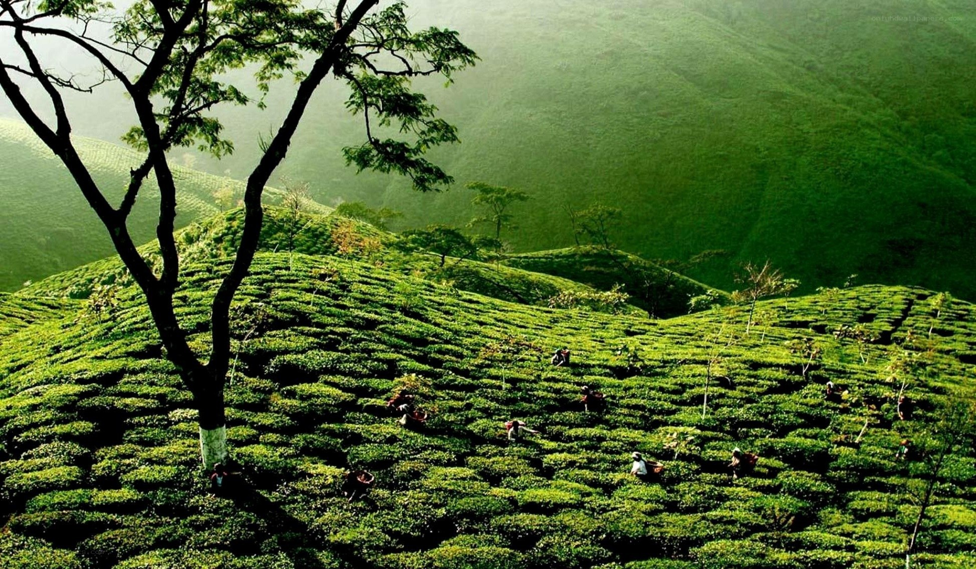 Tea plantation on rolling hills
