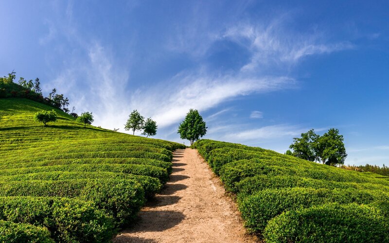 Tea Plantation Path — Green, Serene