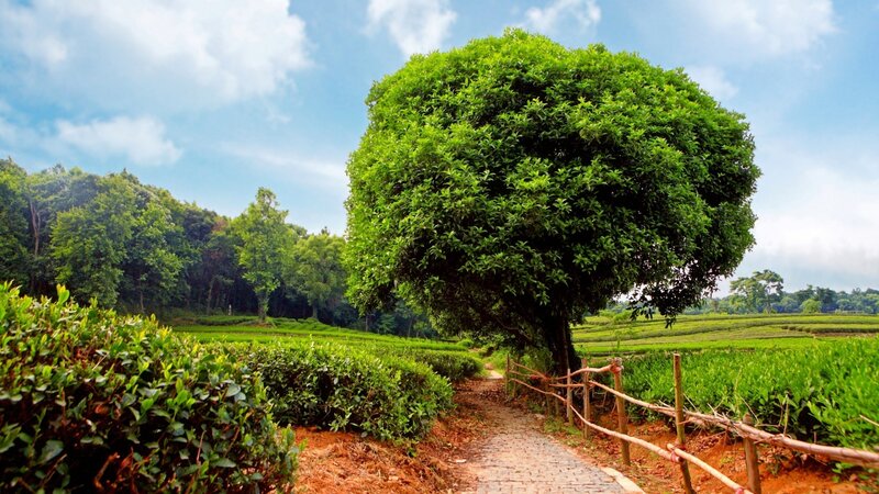 Tea Plantation Path — Green