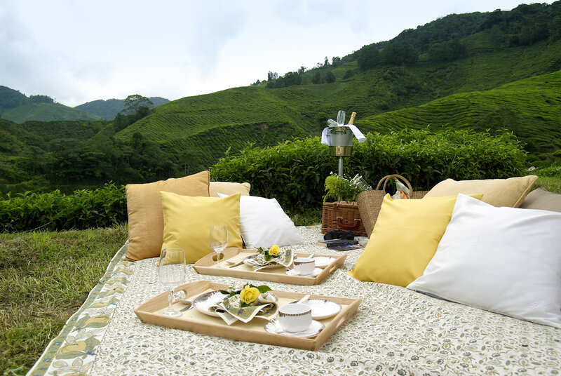 Tea Plantation Picnic