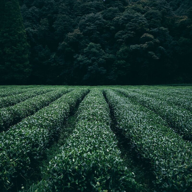 Tea Plantation Rows — Green, Serene