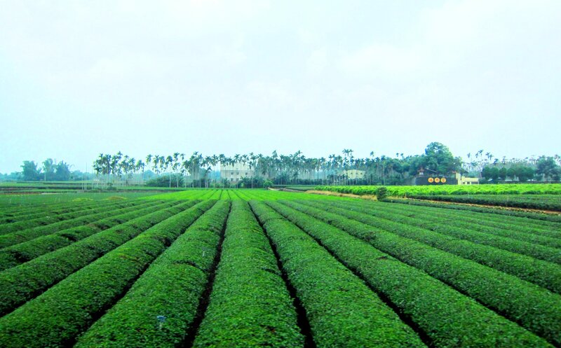 Tea Plantation Rows — Green