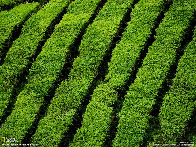 Tea plantation rows