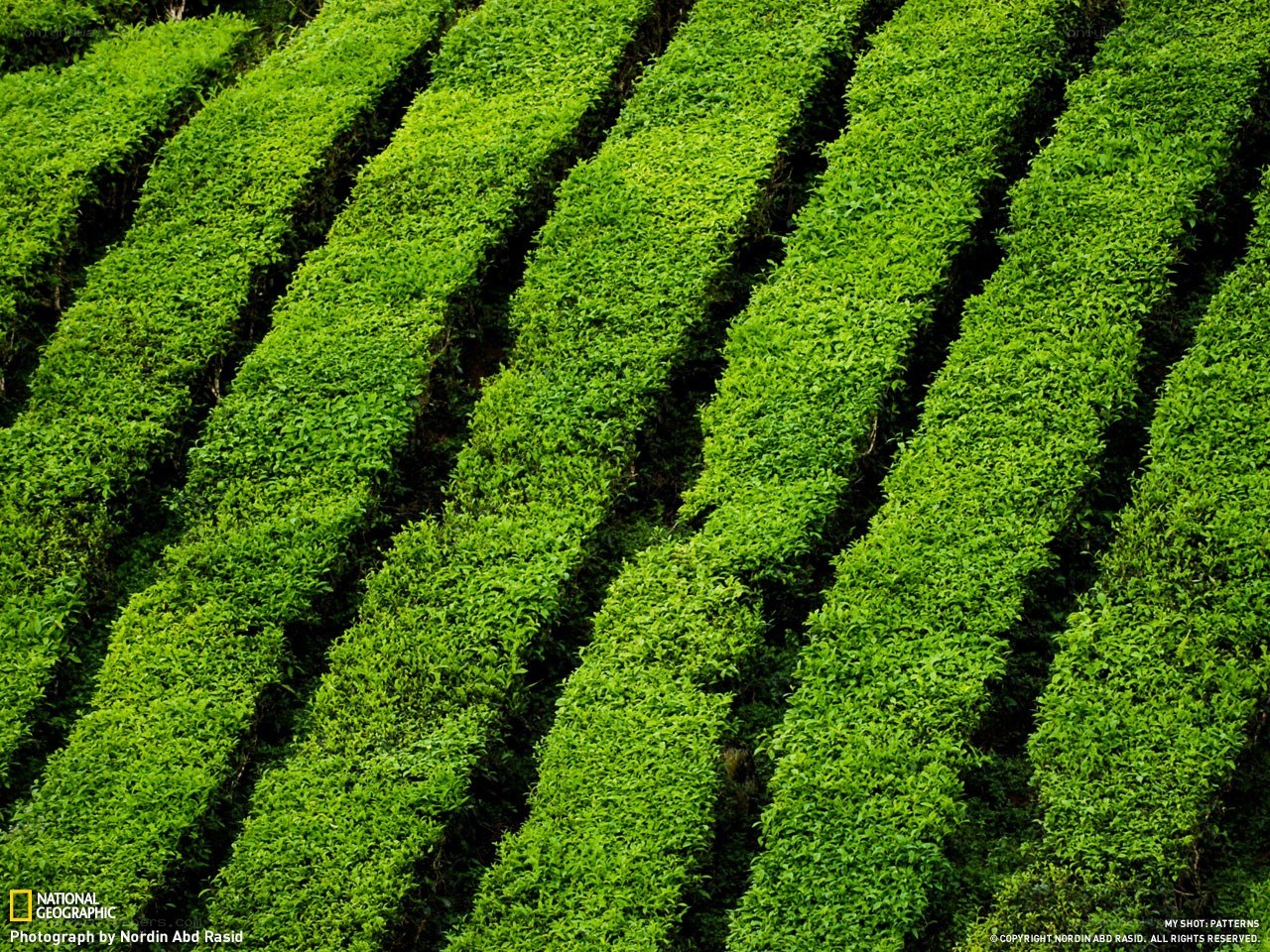 Tea plantation rows