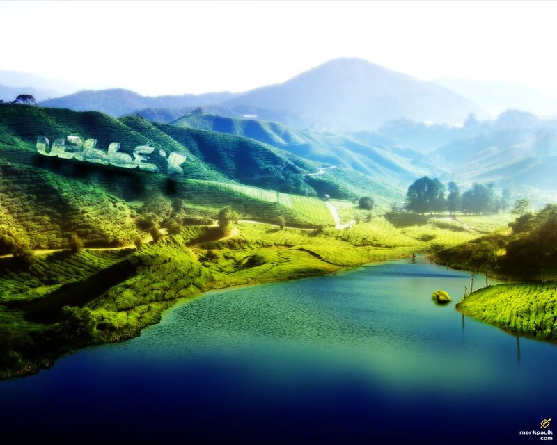 Tea plantation valley landscape
