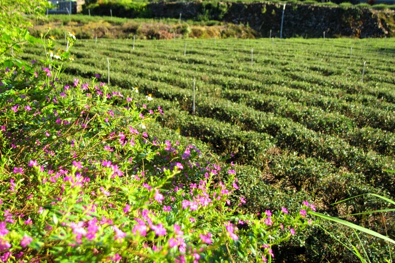 Tea Plantation with Flowers