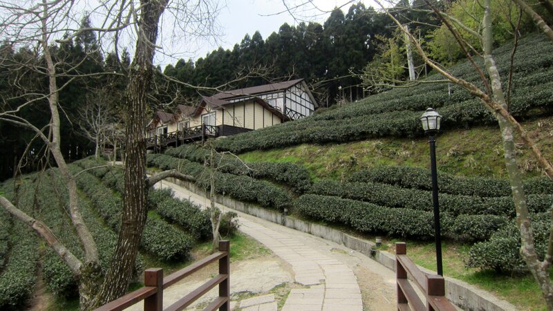 Tea Plantation with House