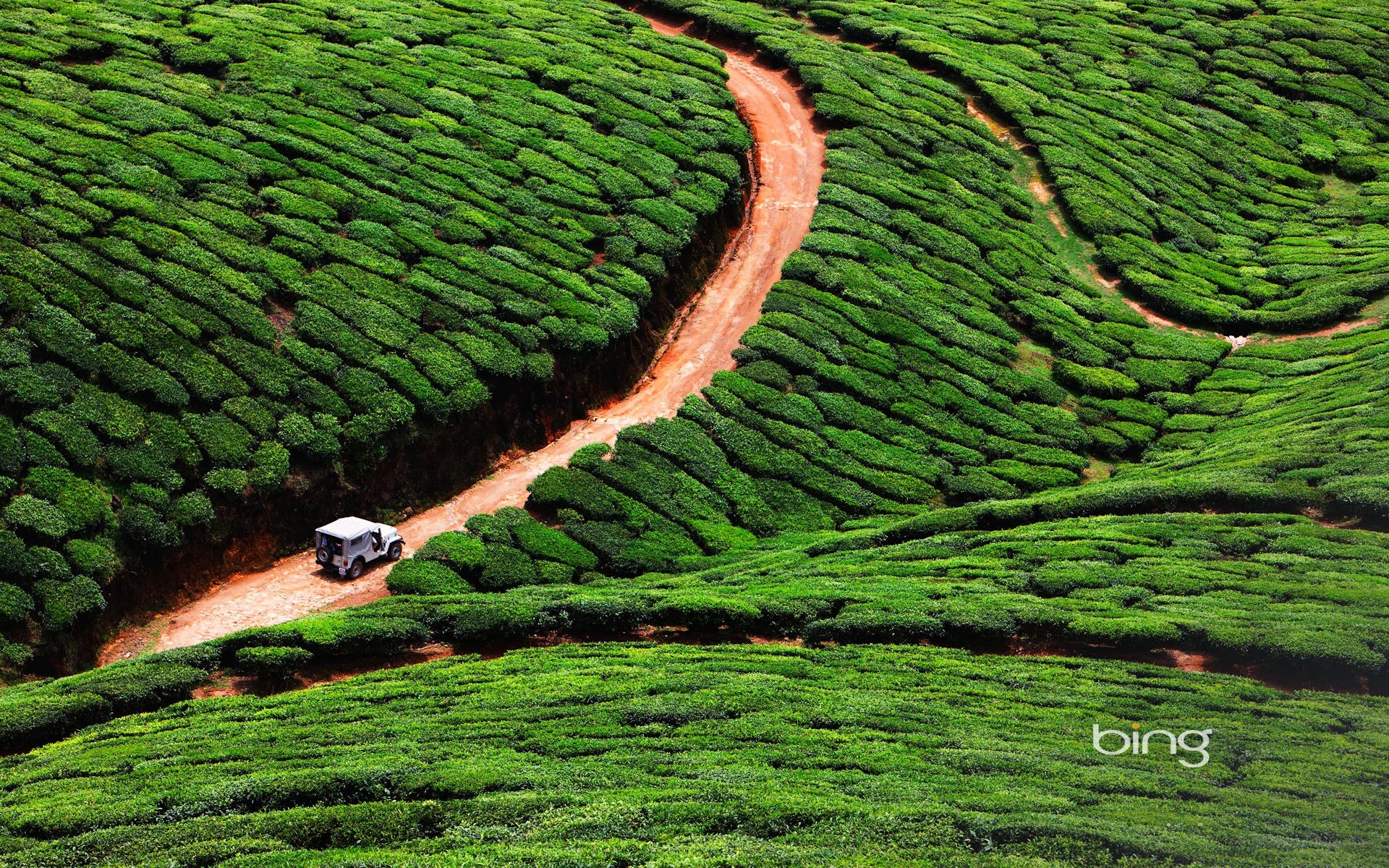 Tea plantation with jeep
