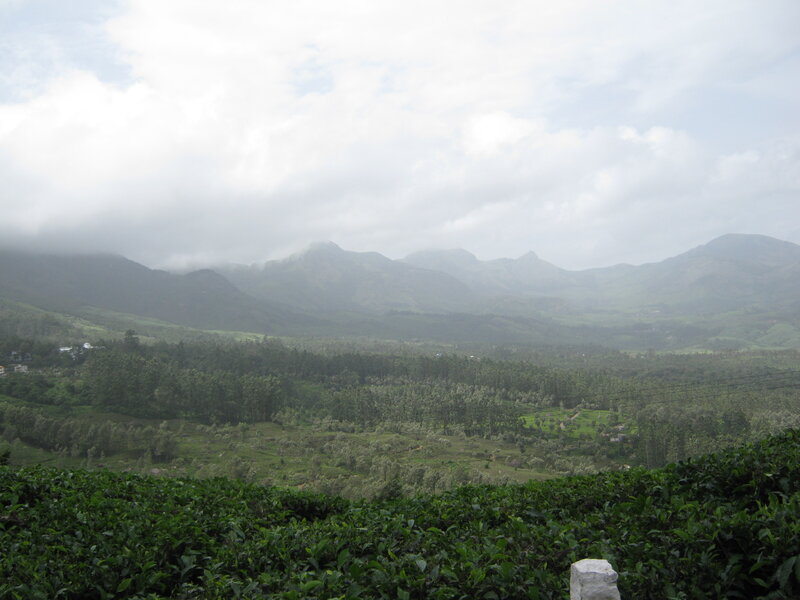 Tea Plantation with Mountains — Green, Overcast
