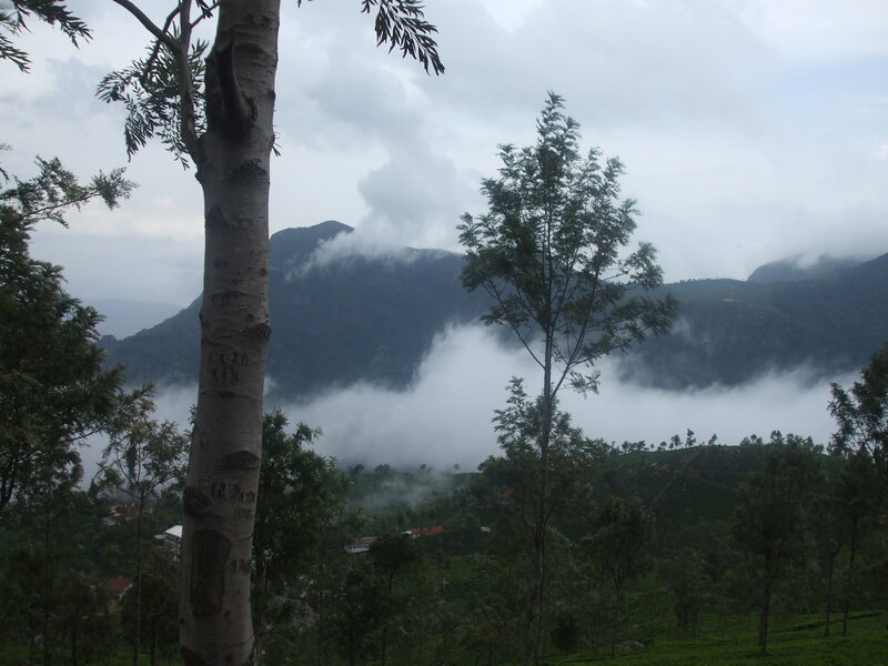 Tea Plantation with Mountains — Green