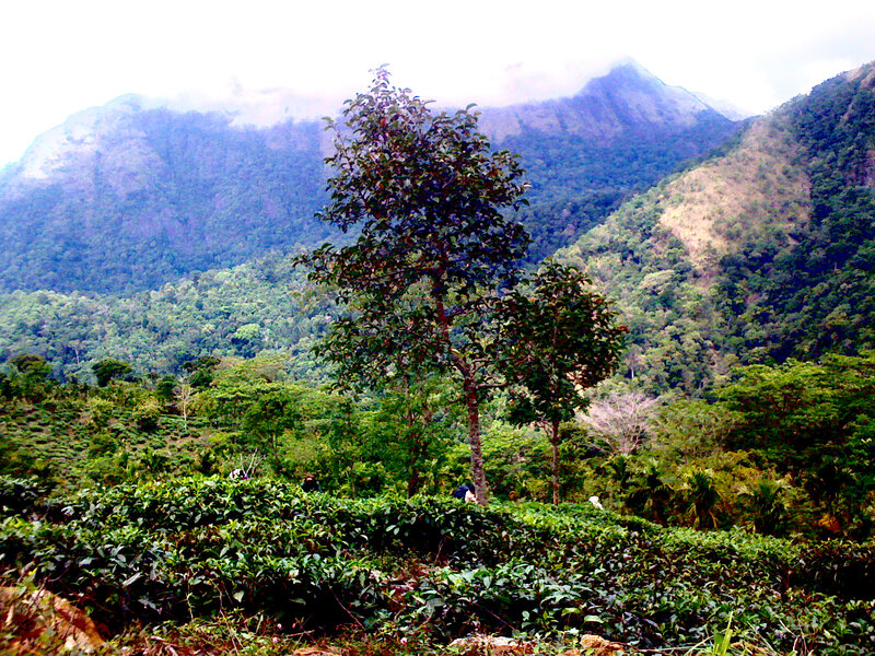 Tea Plantation with Mountains